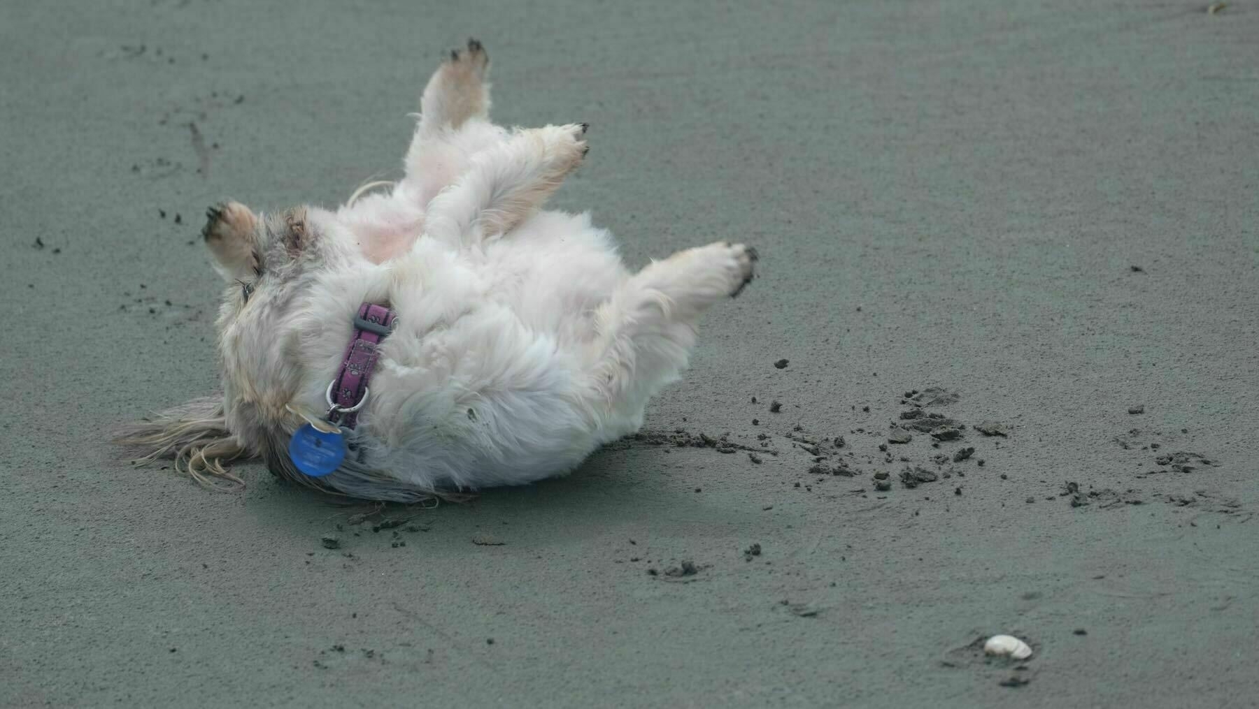 Small white dog rolling happily on sand. 