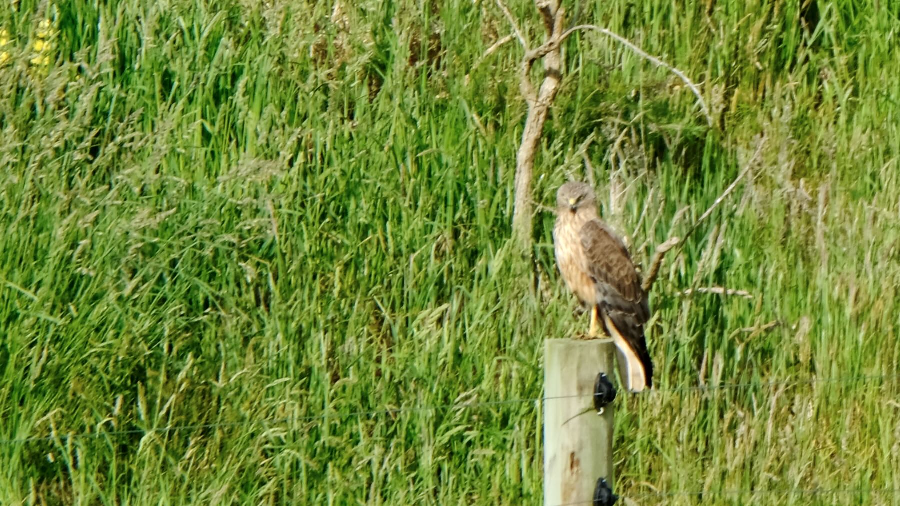 Hawk on a fence post. 