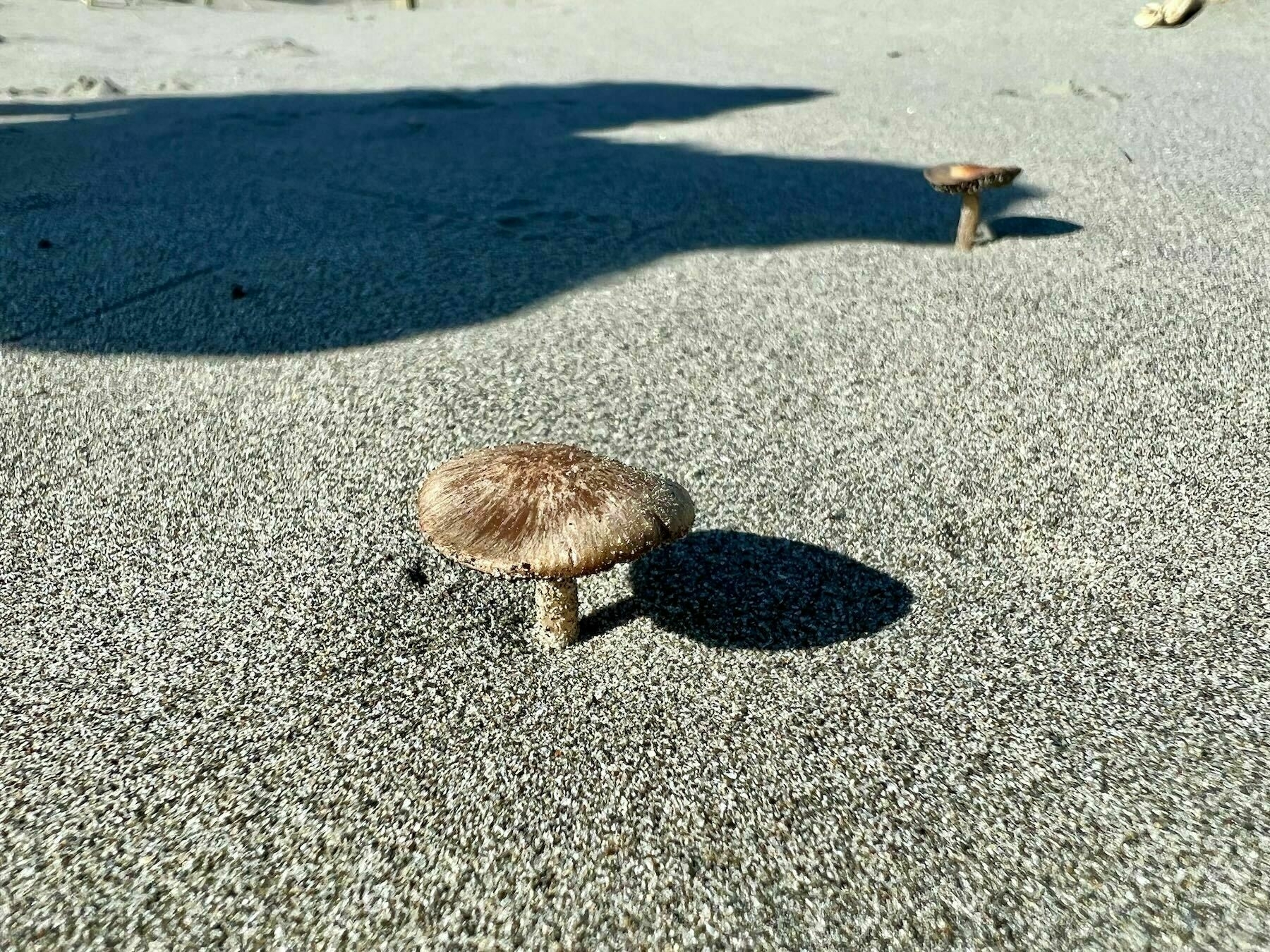 Small brown mushroom on sand at the beach. 
