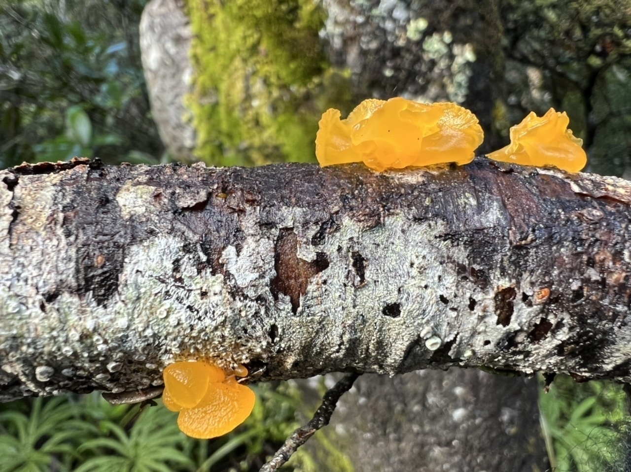 Tiny bright yellow fungi on a branch. 
