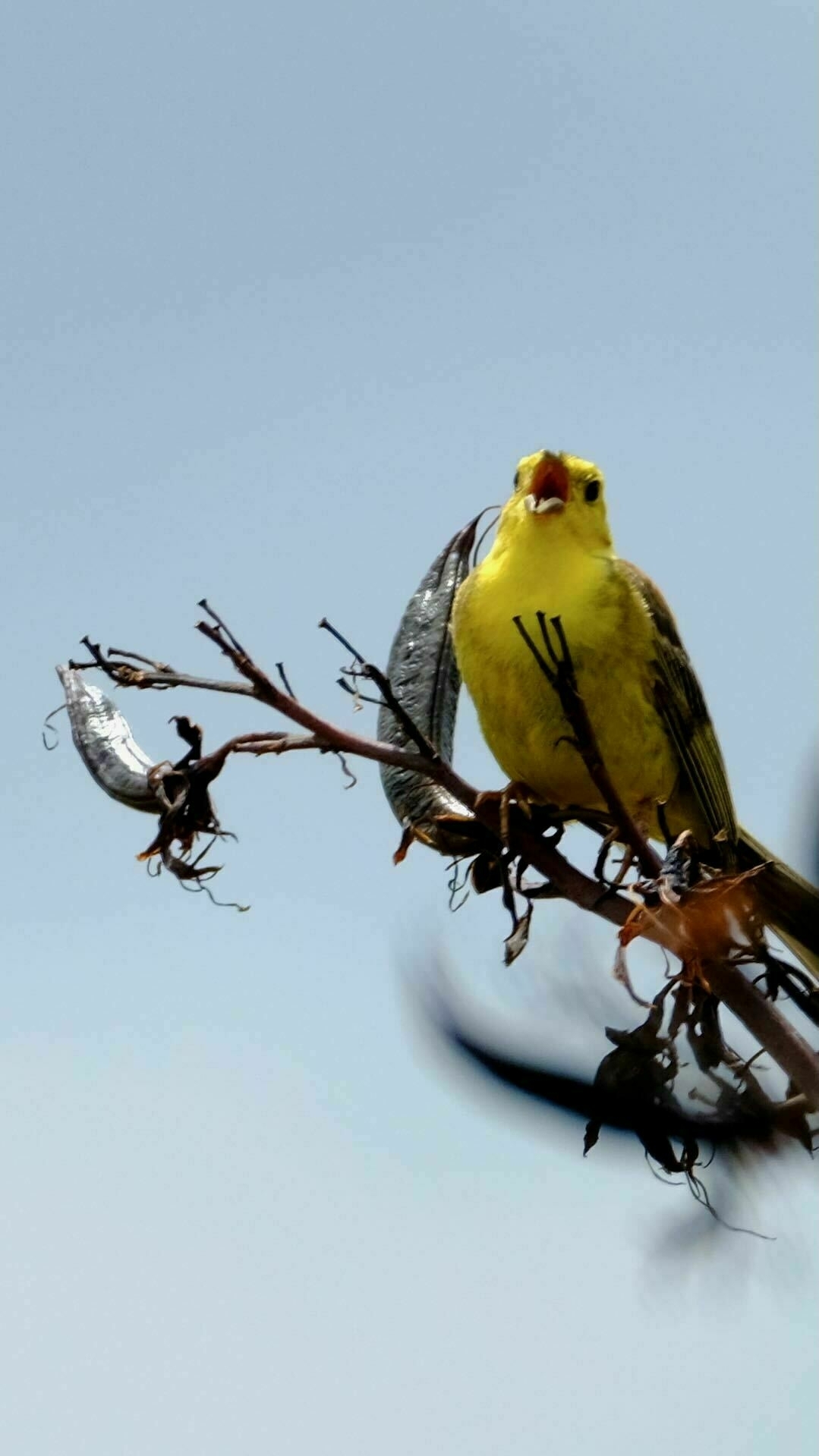 Small bird with very yellow chest and head, with beak wide open. 