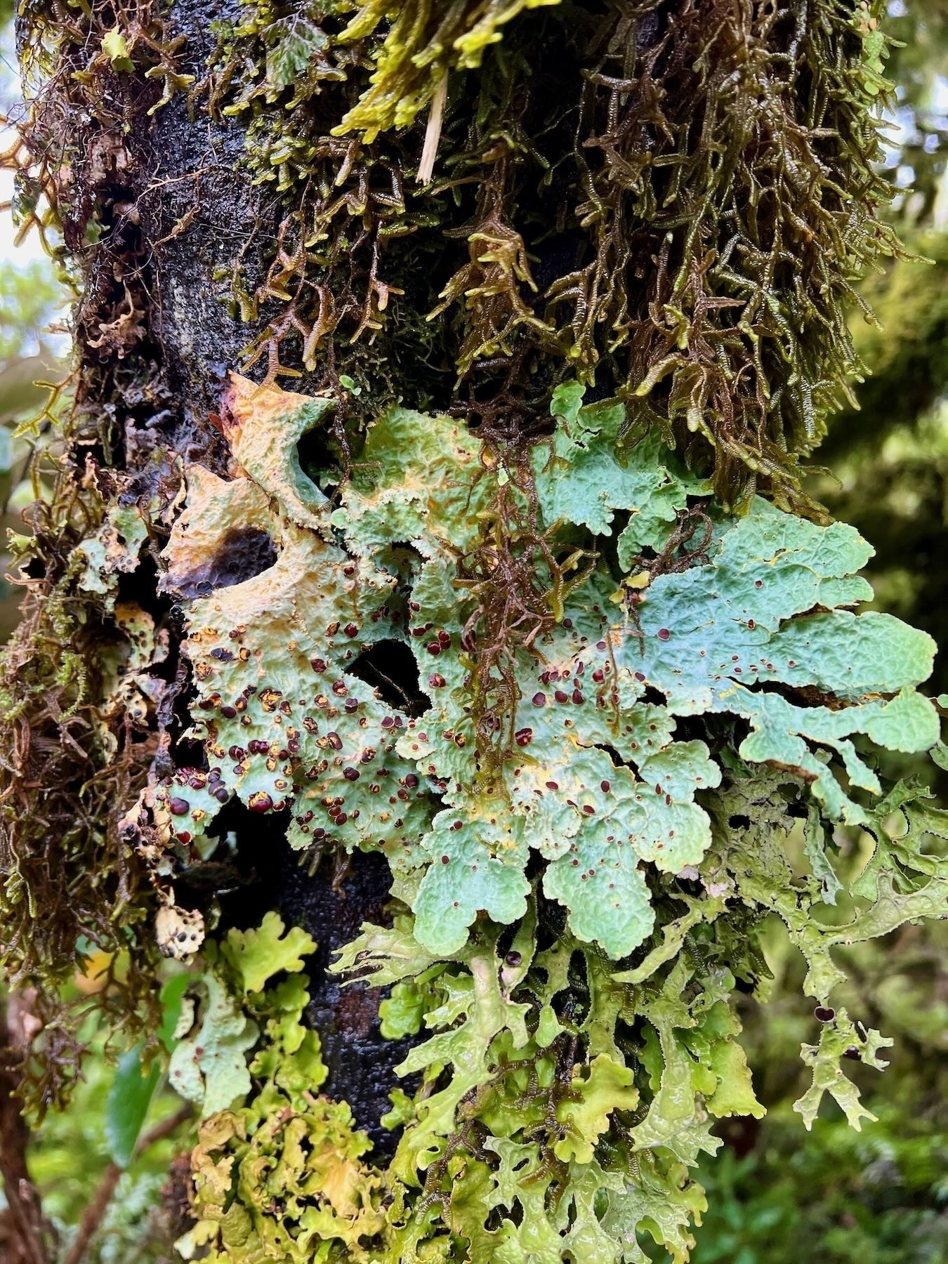 Tree trunk covered with a variety of mosses and lichens. 