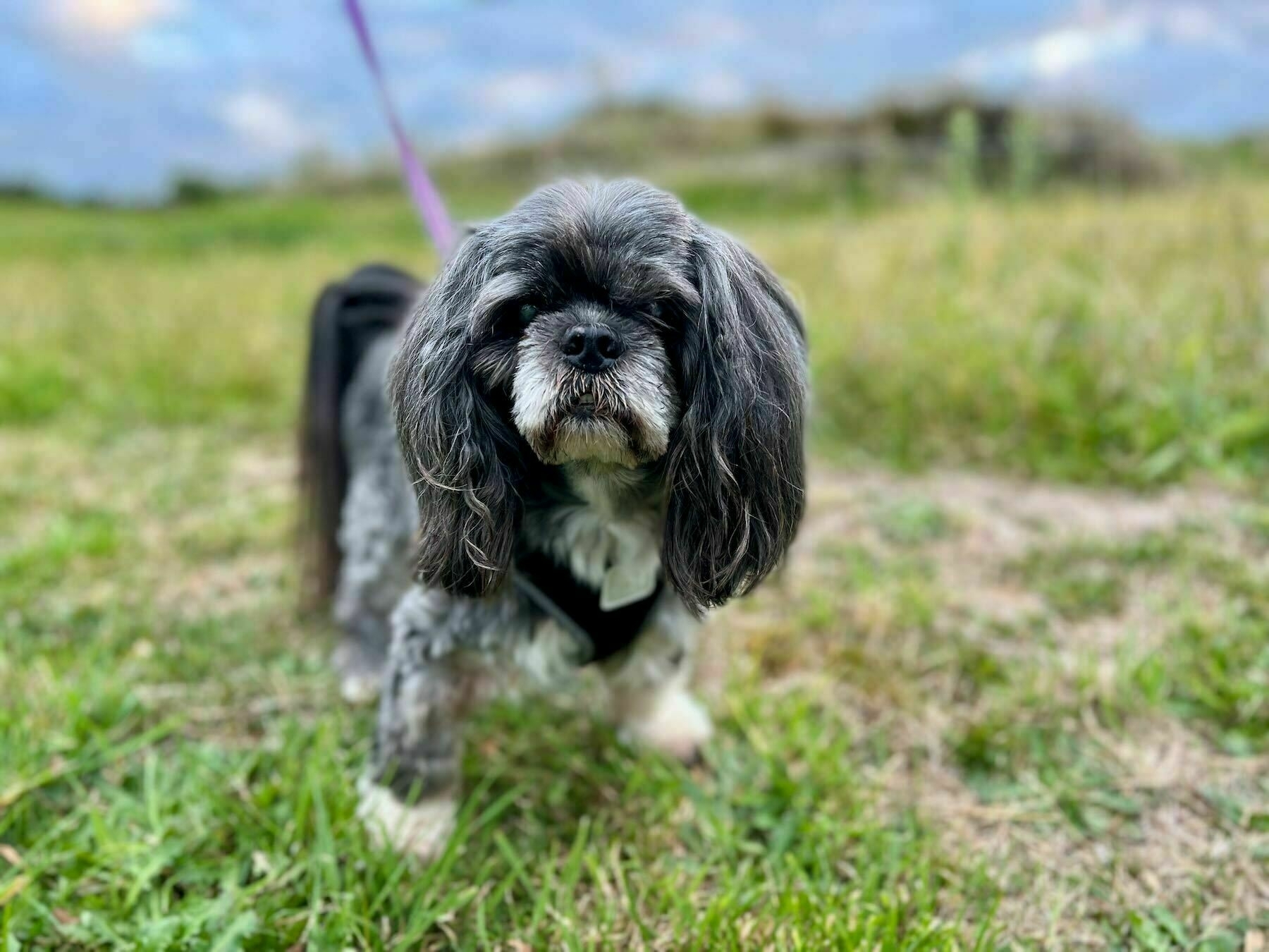 Small black dog, standing on grass, looking at the camera.  