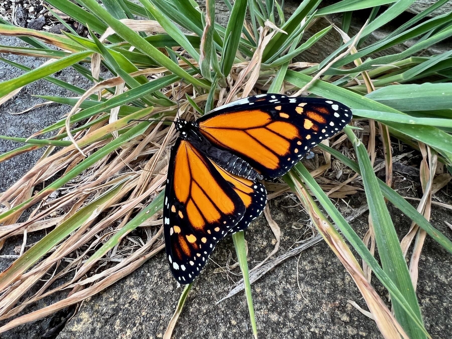 Monarch butterfly on grass with wings spread. 