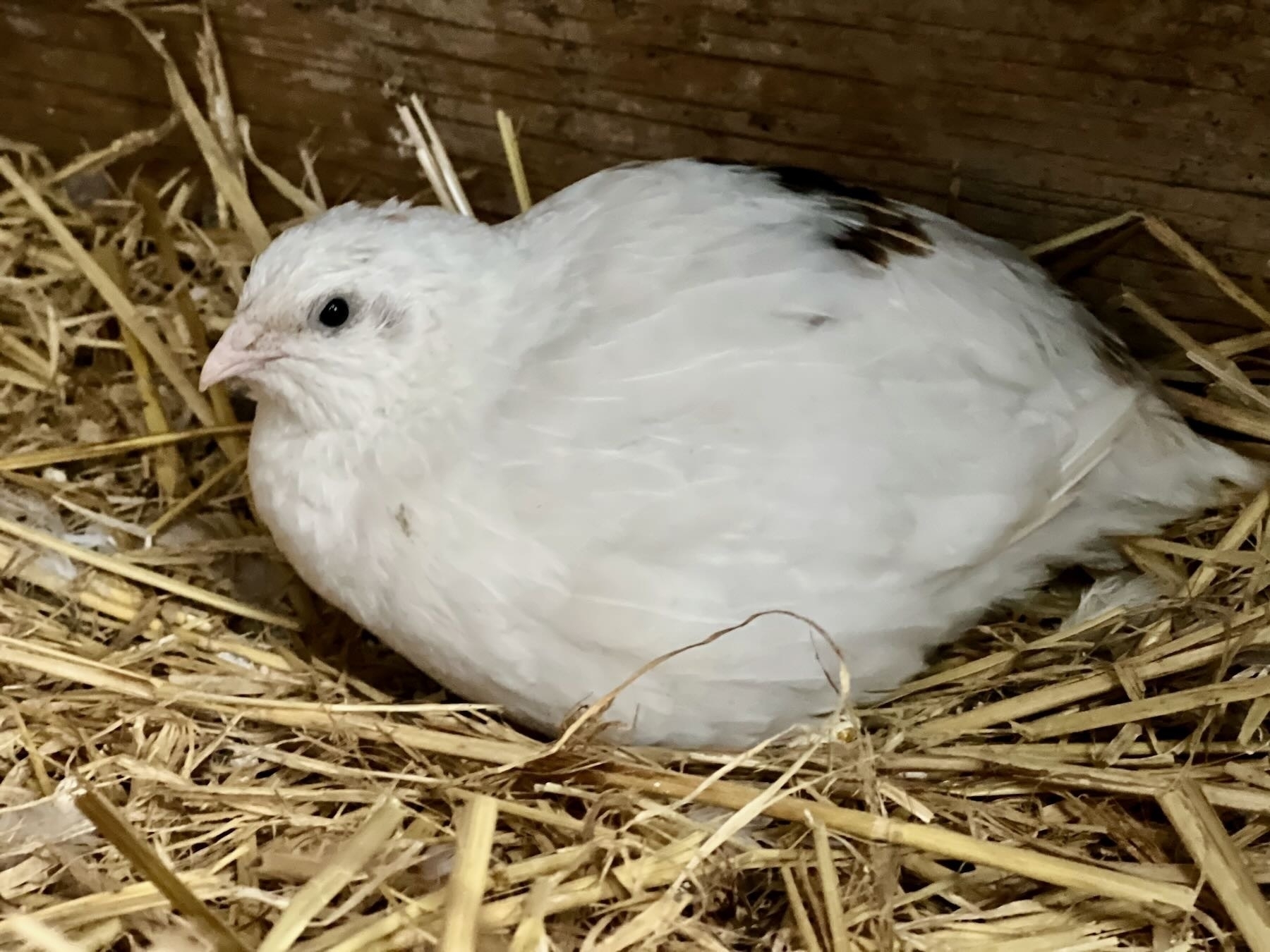 White quail sitting calmly on straw. 