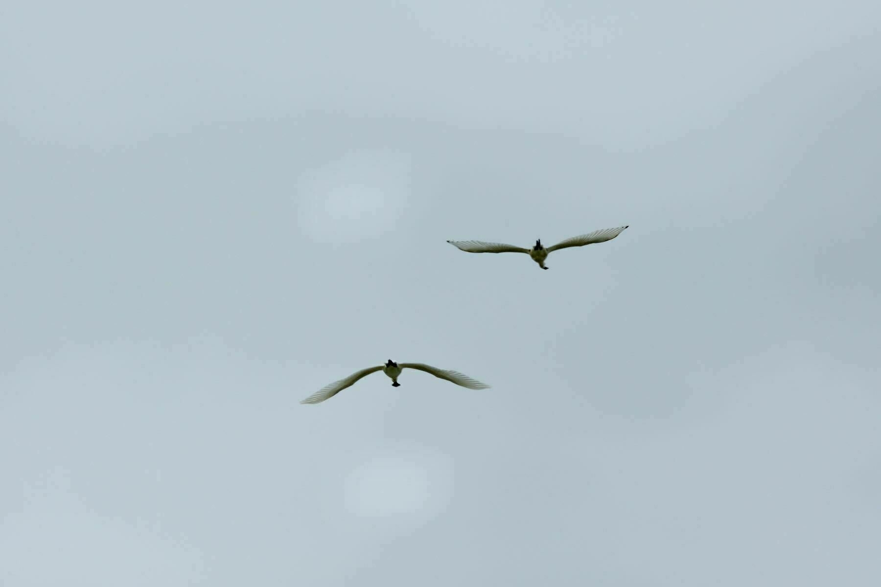 Two Spoonbills in flight - moving away.  
