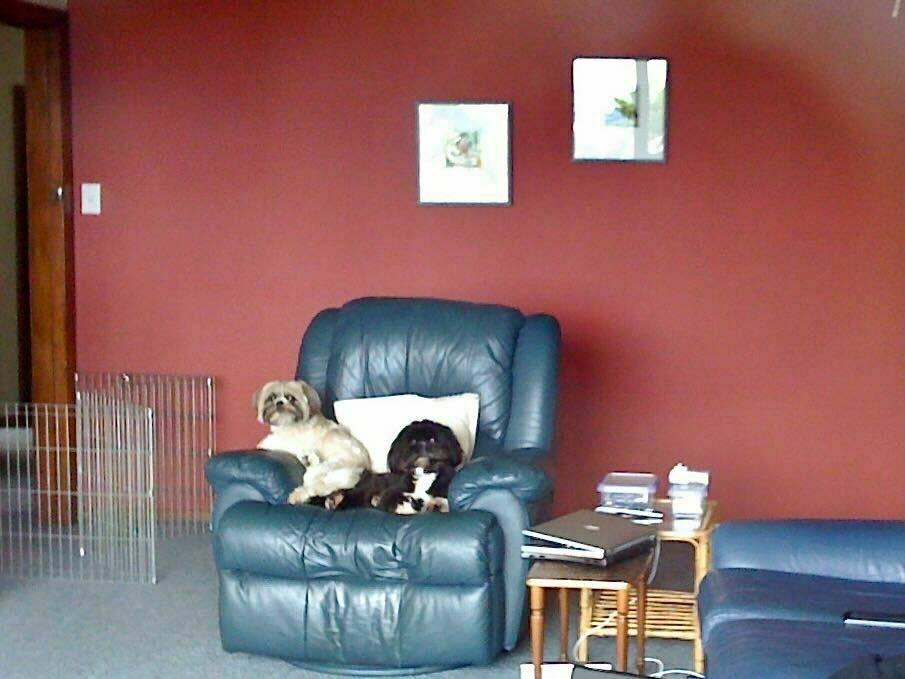 Two small dogs relaxing on a comfortable looking leather armchair.