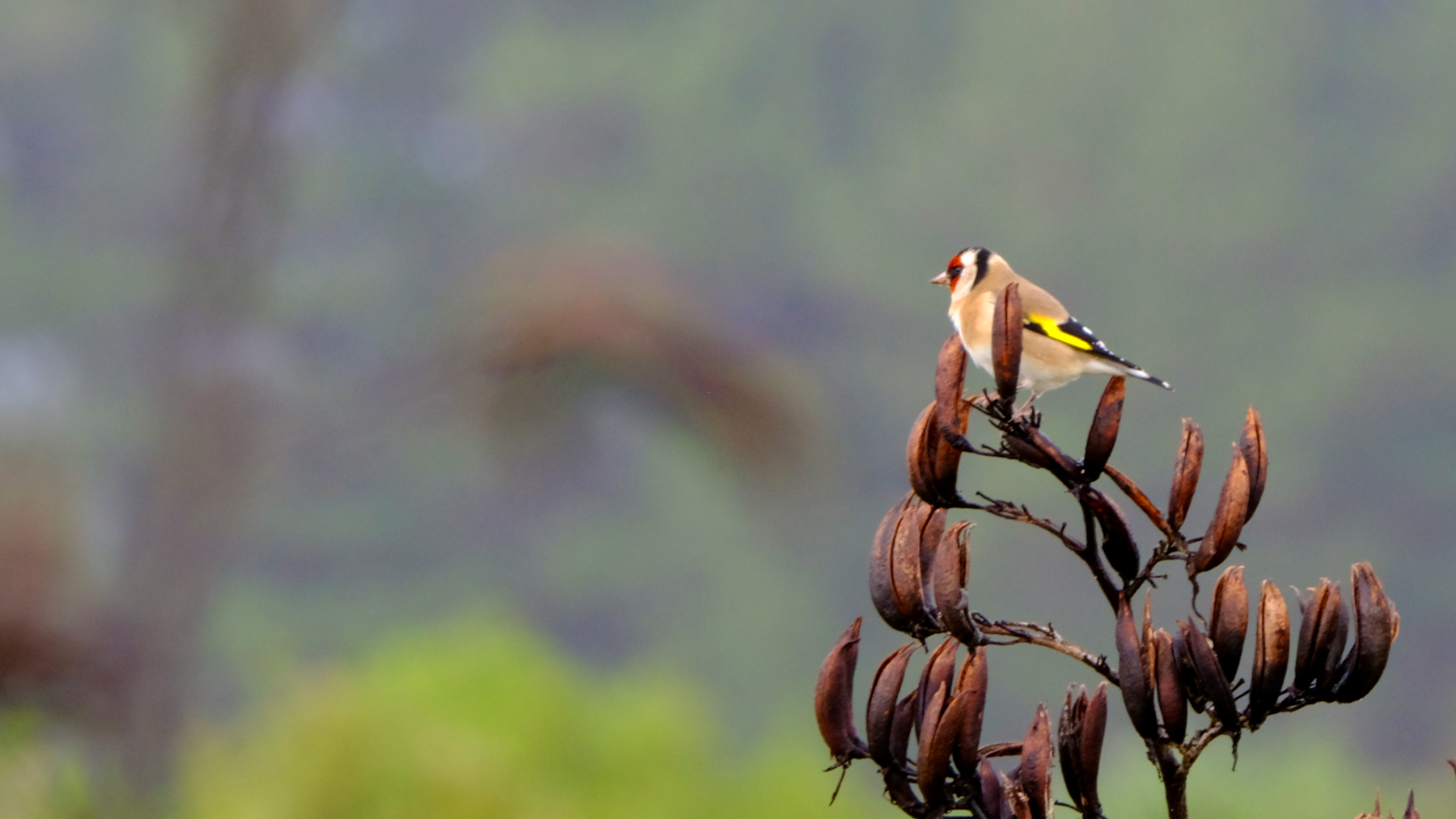 European goldfinch on a flax flower. 