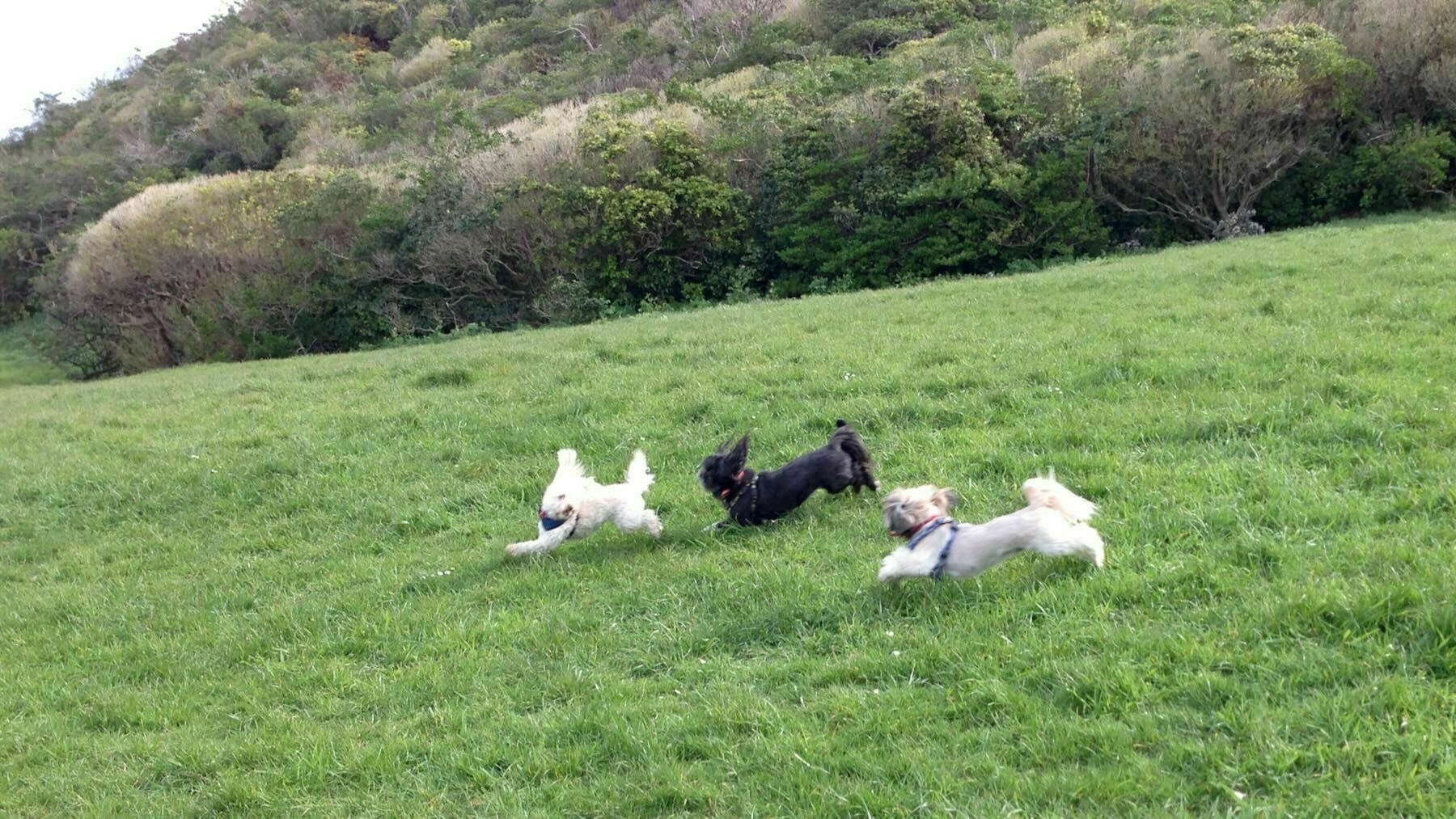 Willow, Sasha and Oshi play chasing in the park 06 September 2013. 