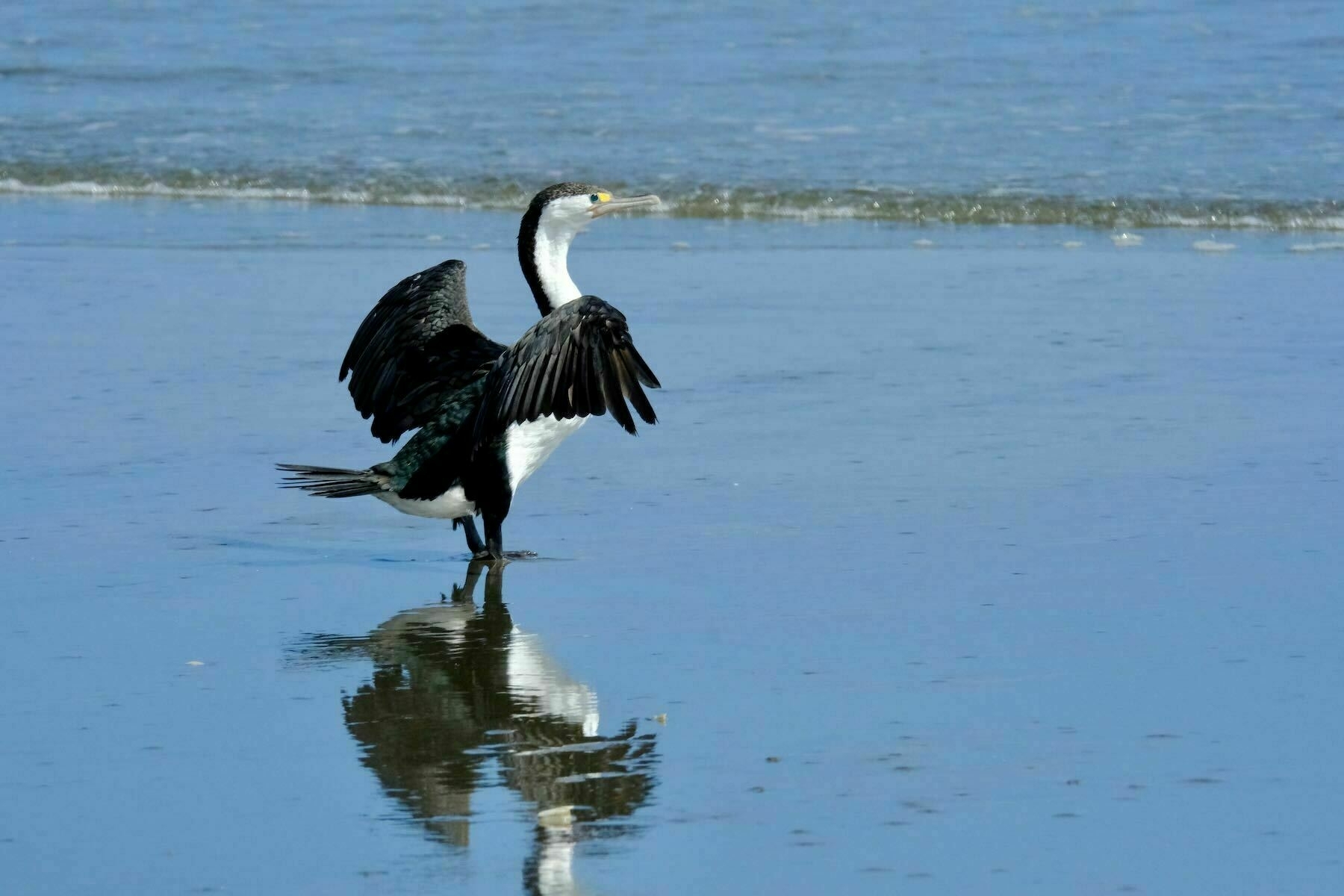 Large black and white shag with wings stretched, on wet sand. 