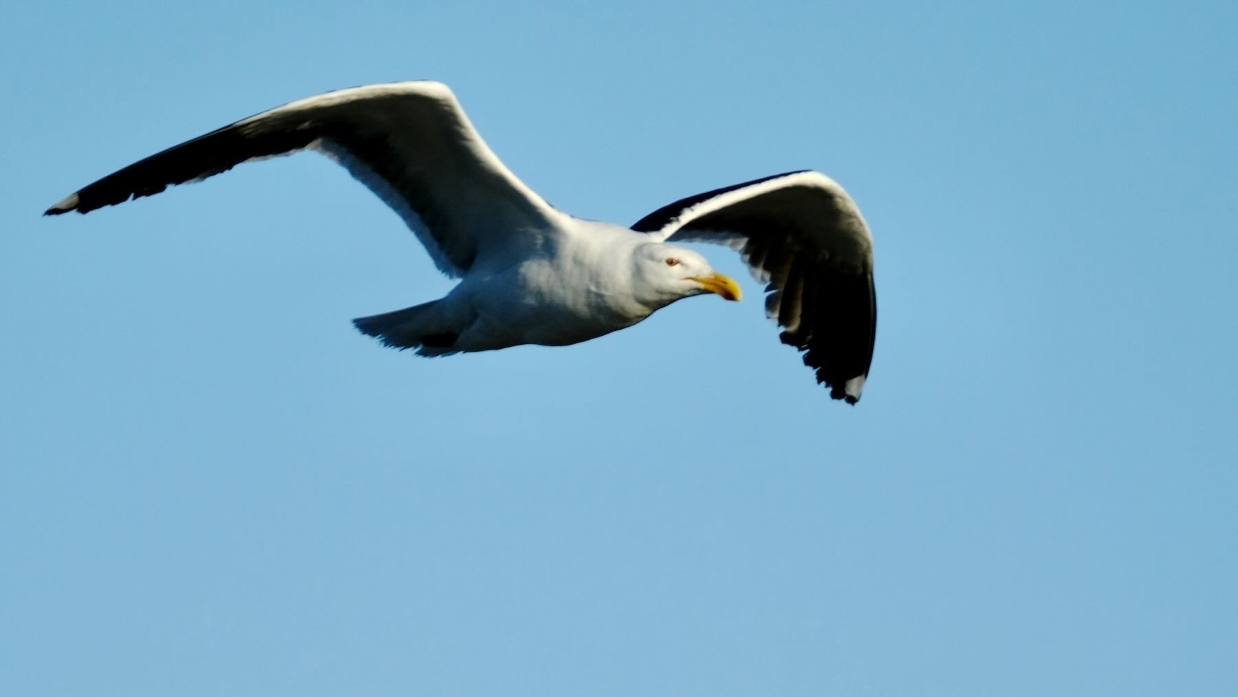 Black backed gull in flight with wings bent. 
