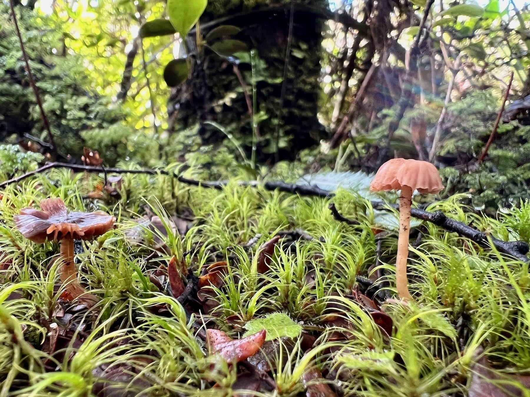 A couple of longstemmed almost pale pink fungi amongst low growing green plants. 
