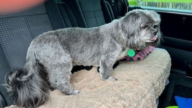 Small grey (formerly black) dog looking trim. 