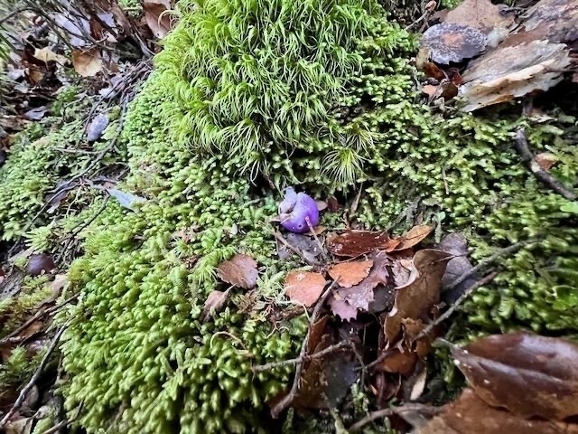 Purple berry shaped fungus at Lake Rotokura. 