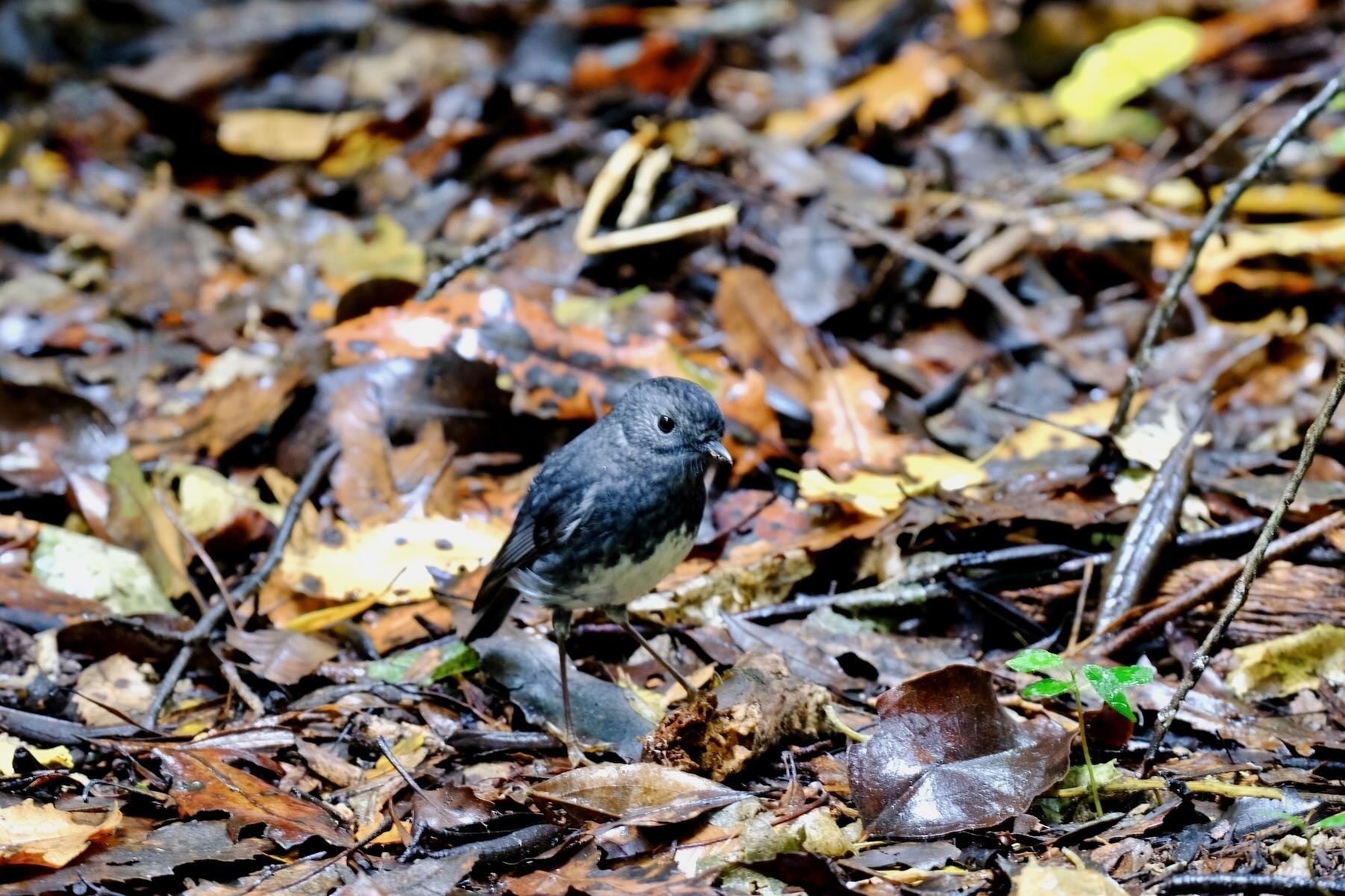Small black bird on the leafy forest floor. 