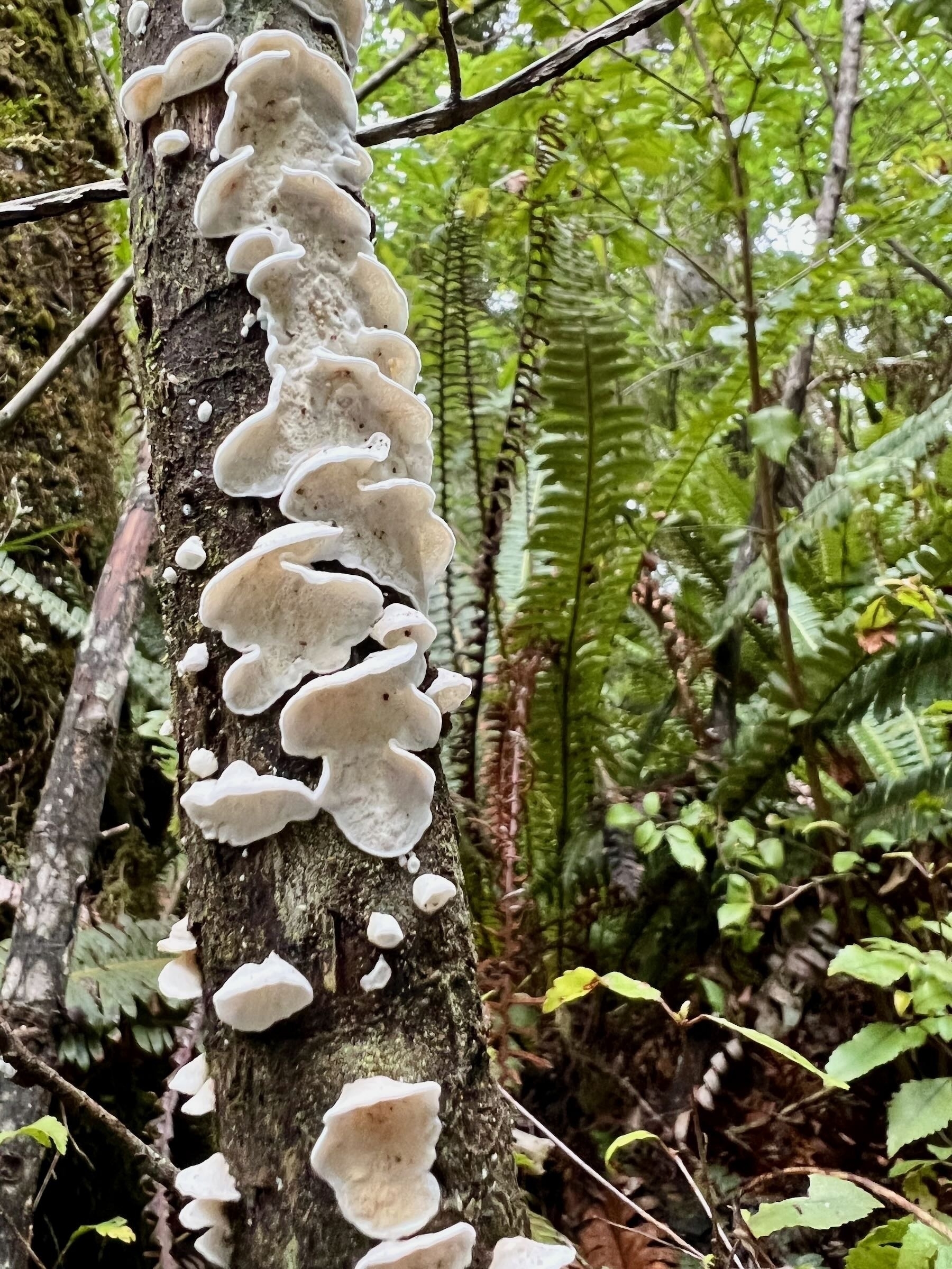 White fungi on a tree trunk — a different view. 