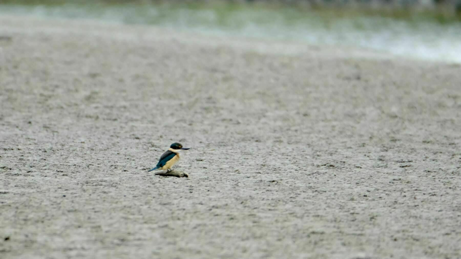 Small bird with blue head and back, yellow underparts and a chunky black bill, on the sand.  