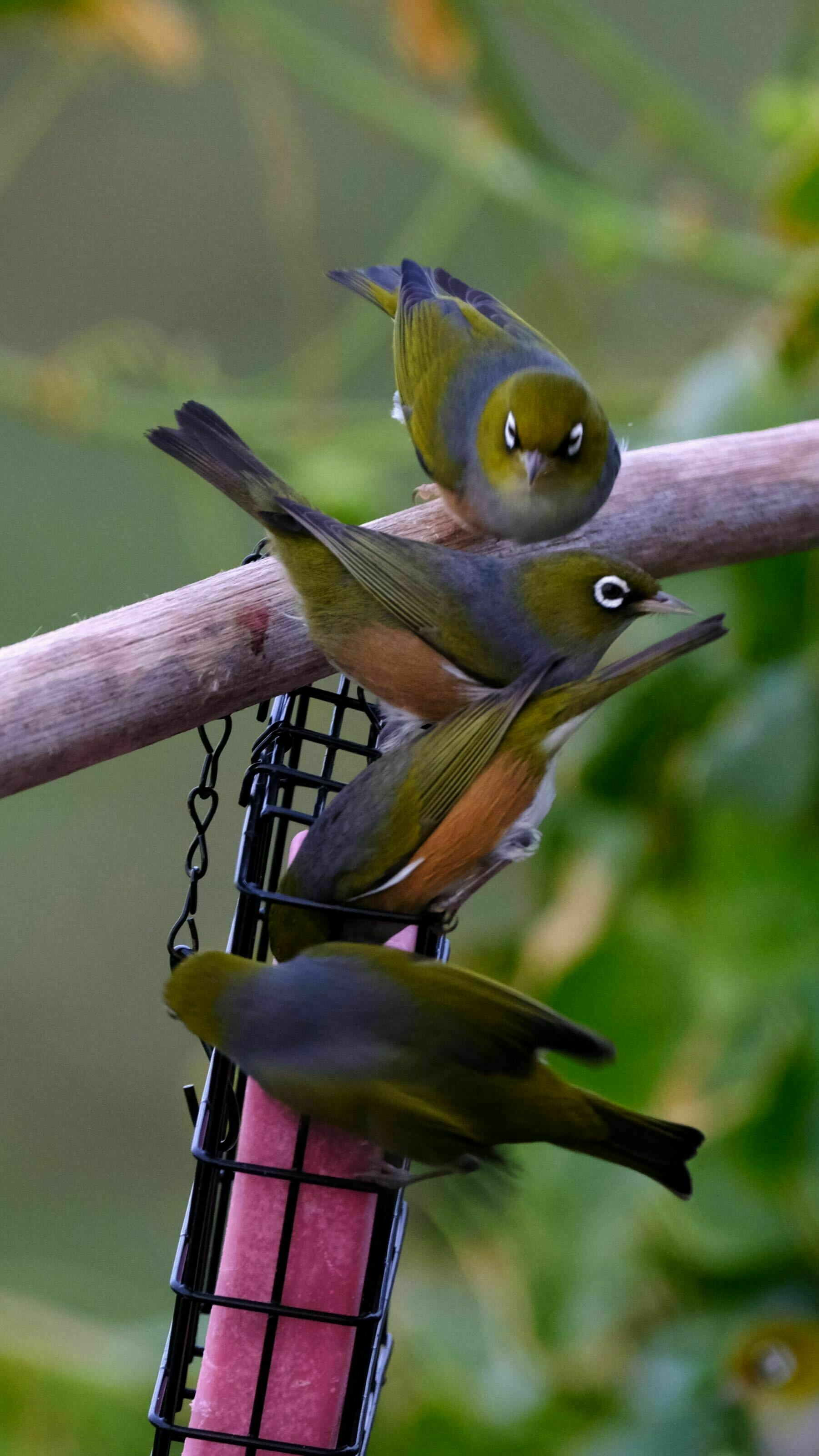 4 waxeyes in a row eating at a feeder. 