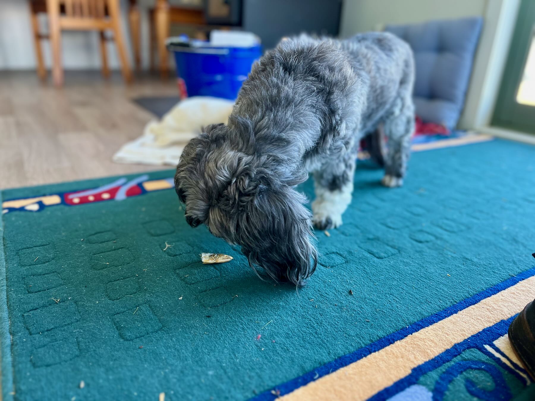 Small black dog locates a piece of anchovy on the floor. 