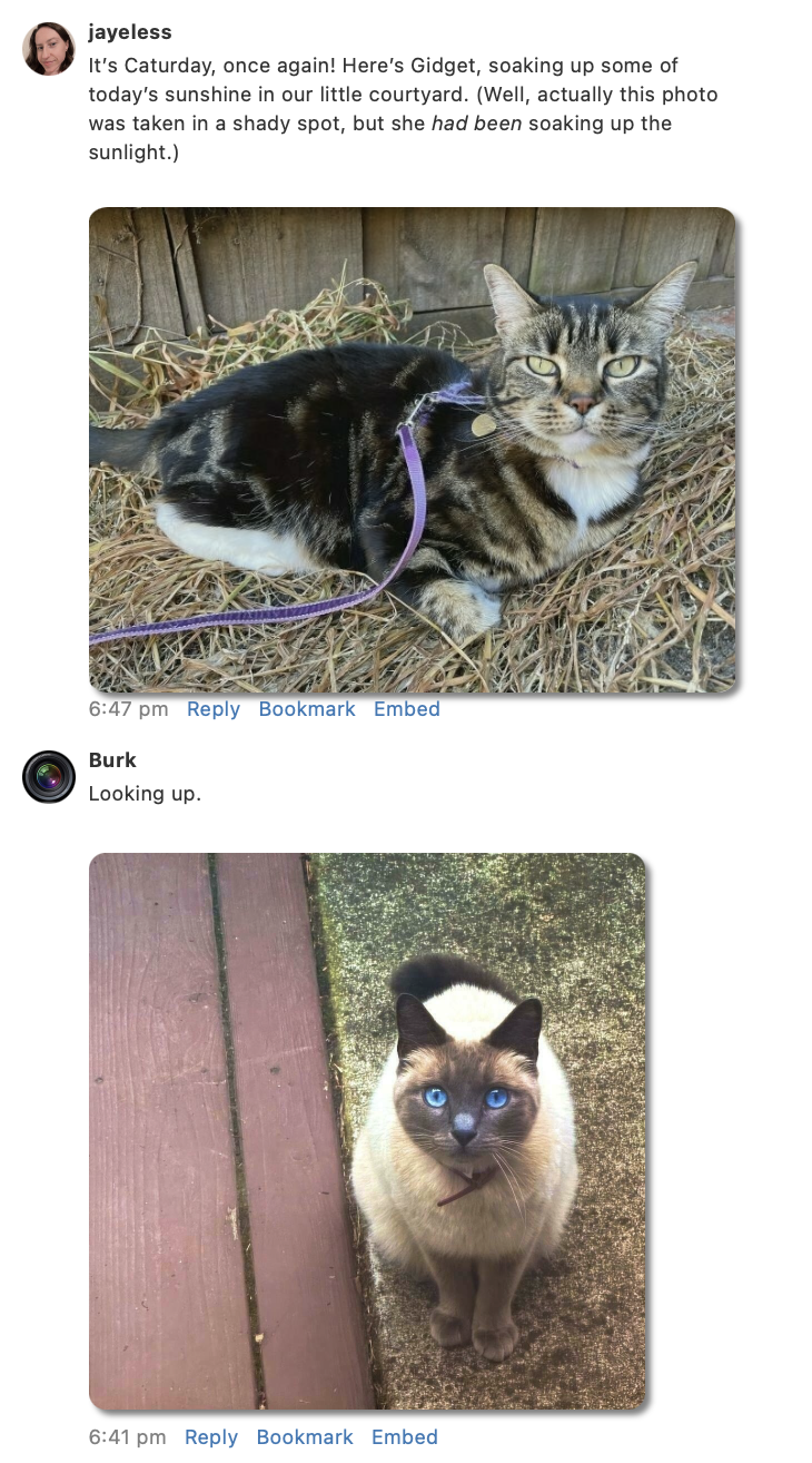 Two consecutive posts with a photo of a cat looking up at the camera. 