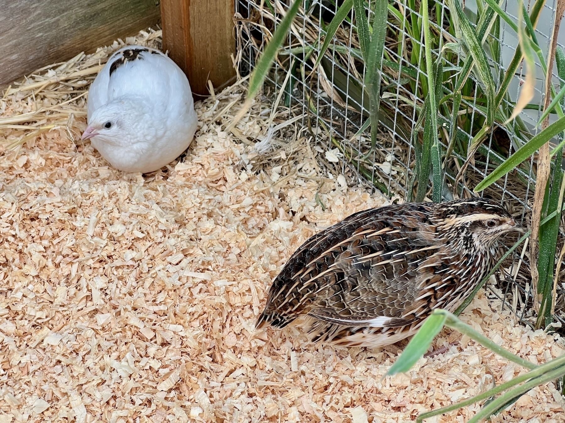 Two quail close-up. 