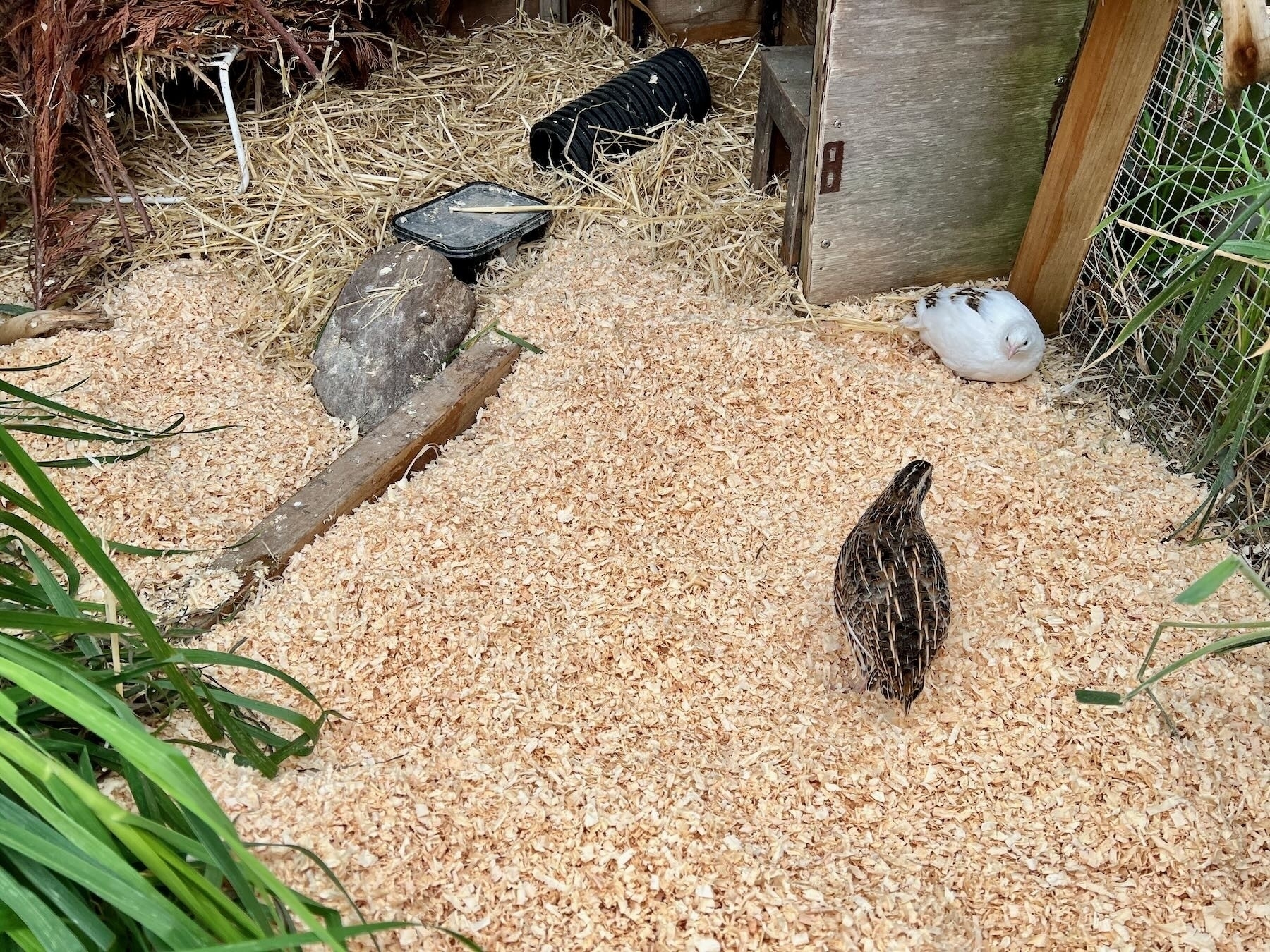 Two quail on pine shavings. 