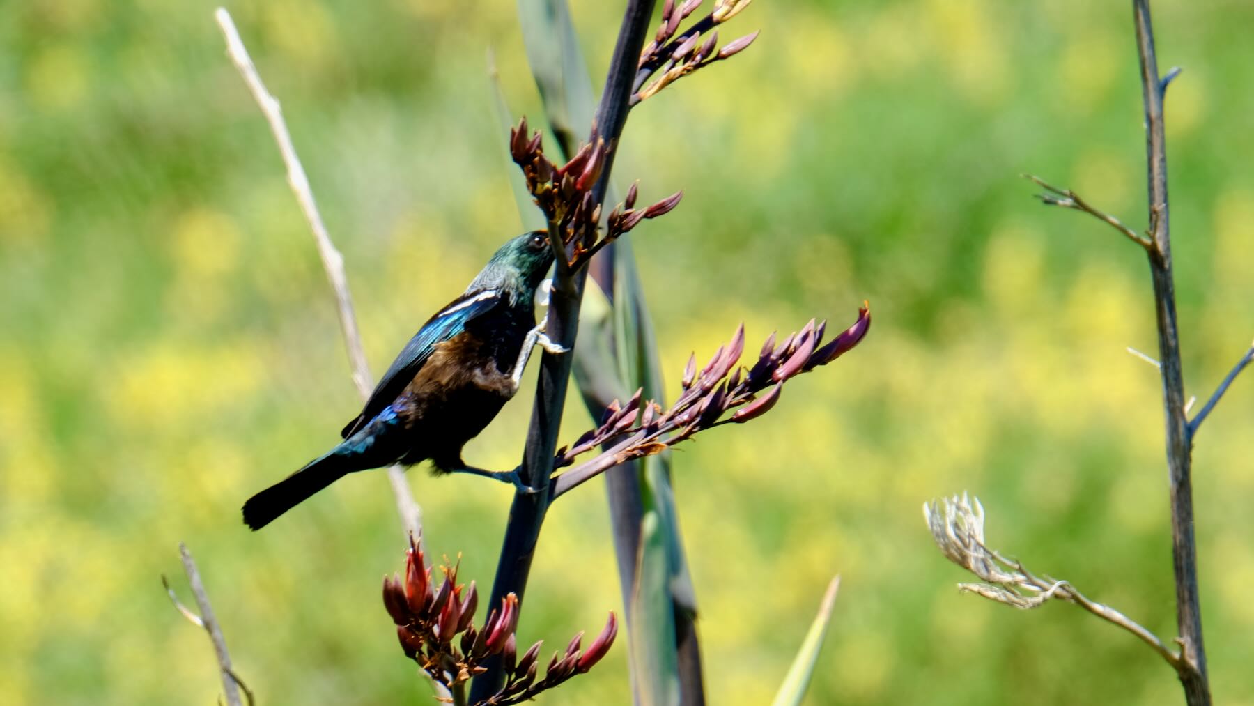 Blue and black iridescent bird feeds in a flax flower. 