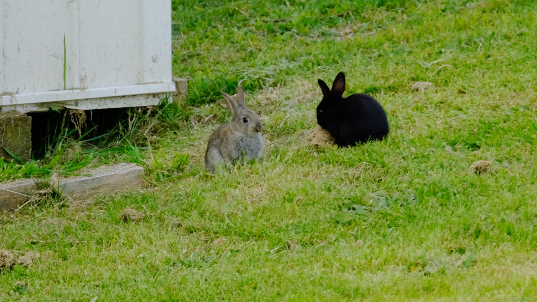 Two baby rabbits on grass, one black and one brown. 