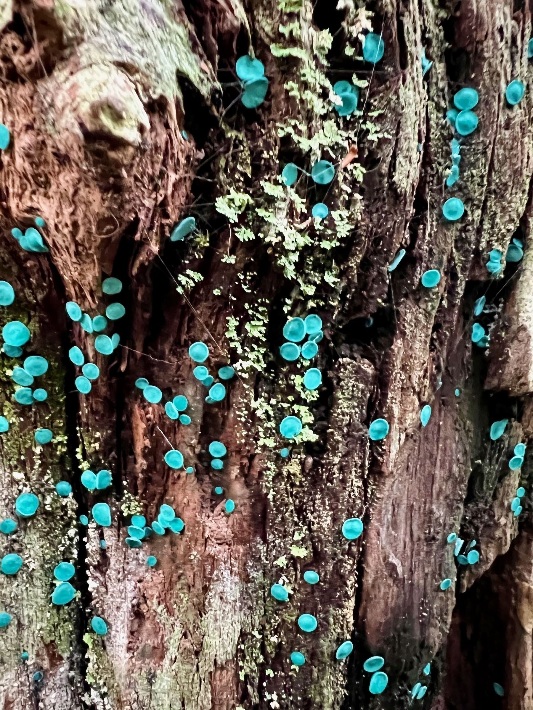 Tiny flat blue fungi on a tree trunk. 