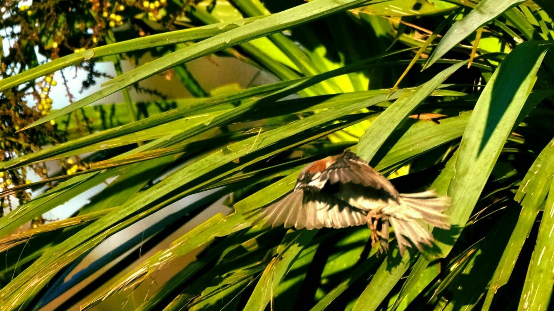 Sparrow flying in a tai chi type attack pose. 