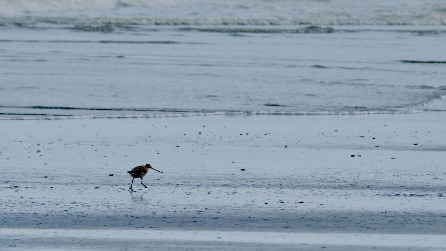 One long-beaked wading bird in the beach shallows. 