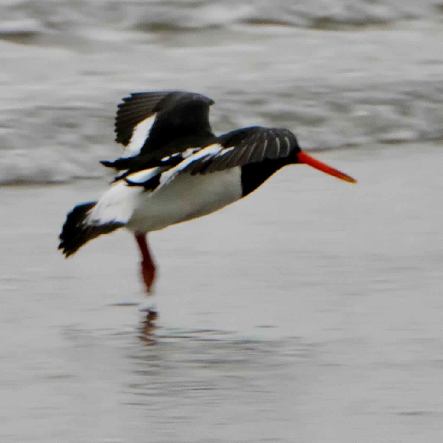 Black and white seabird with bright orange bill, with wings raised and only the tips of its feet touching the sand. 