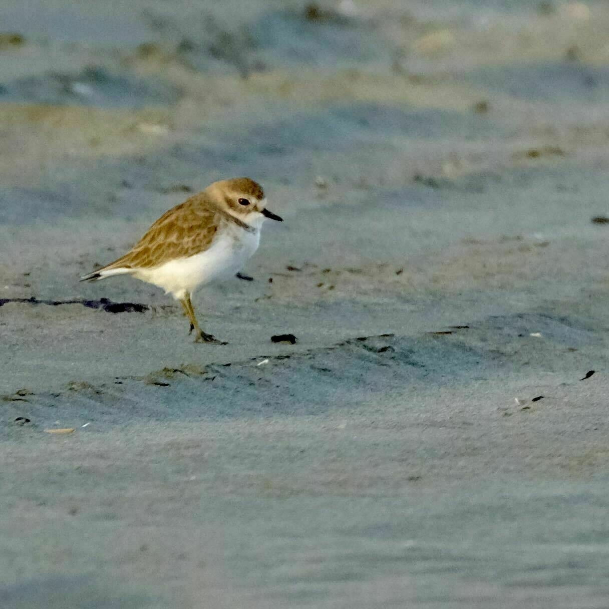 Small bird on the beach, with brown above and white below. 