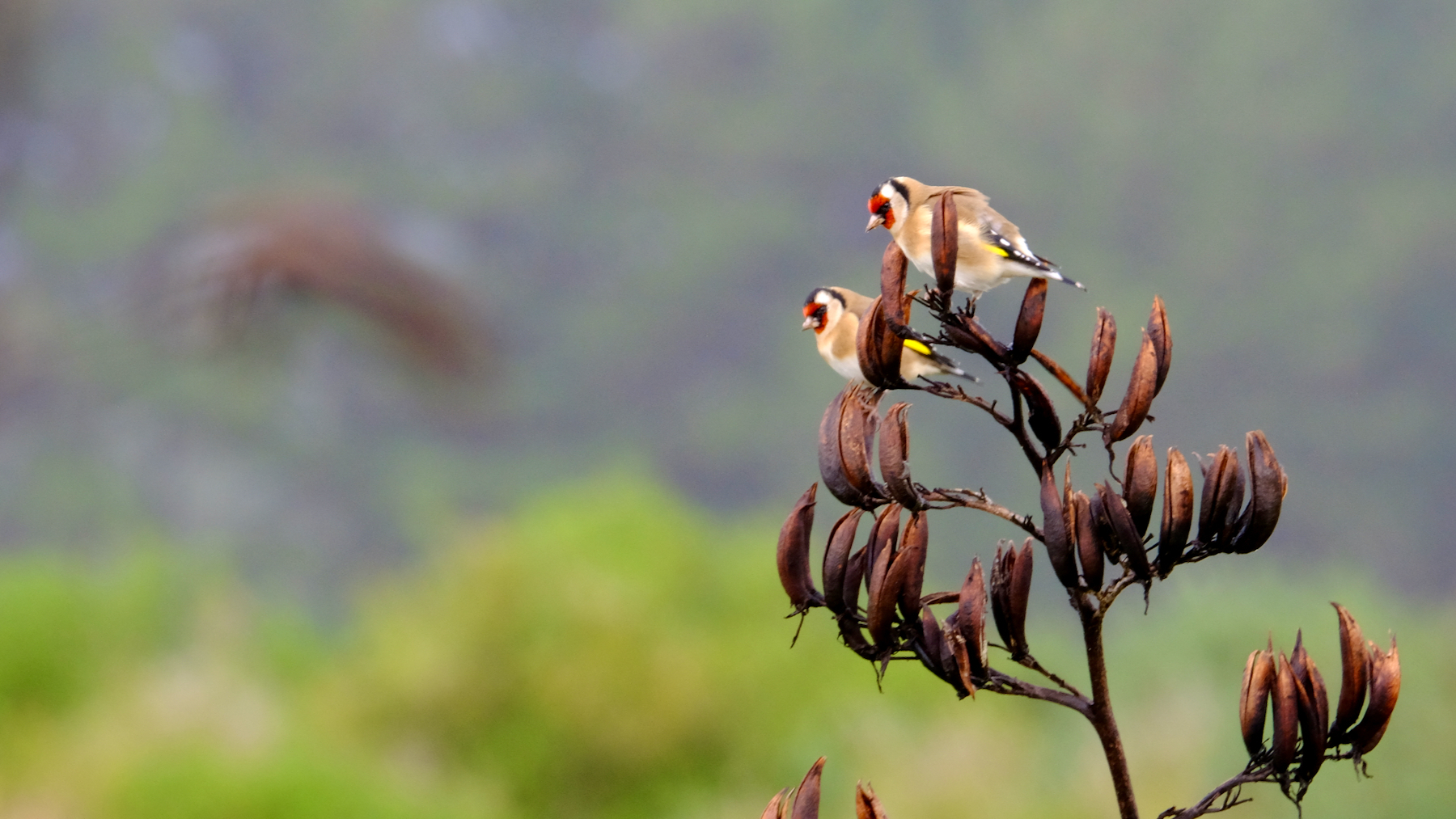 Two European goldfinches on a flax flower. 
