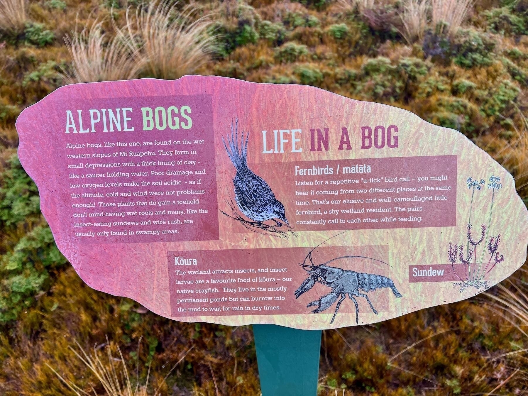 Sign explaining that alpine bogs form in small depressions with a thick lining of clay like a saucer holding water. 