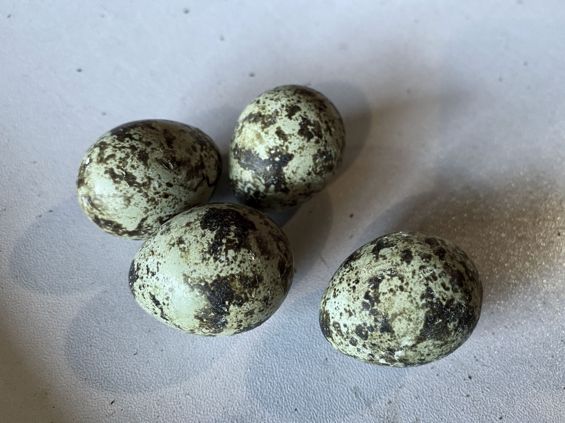 Four quail eggs. 