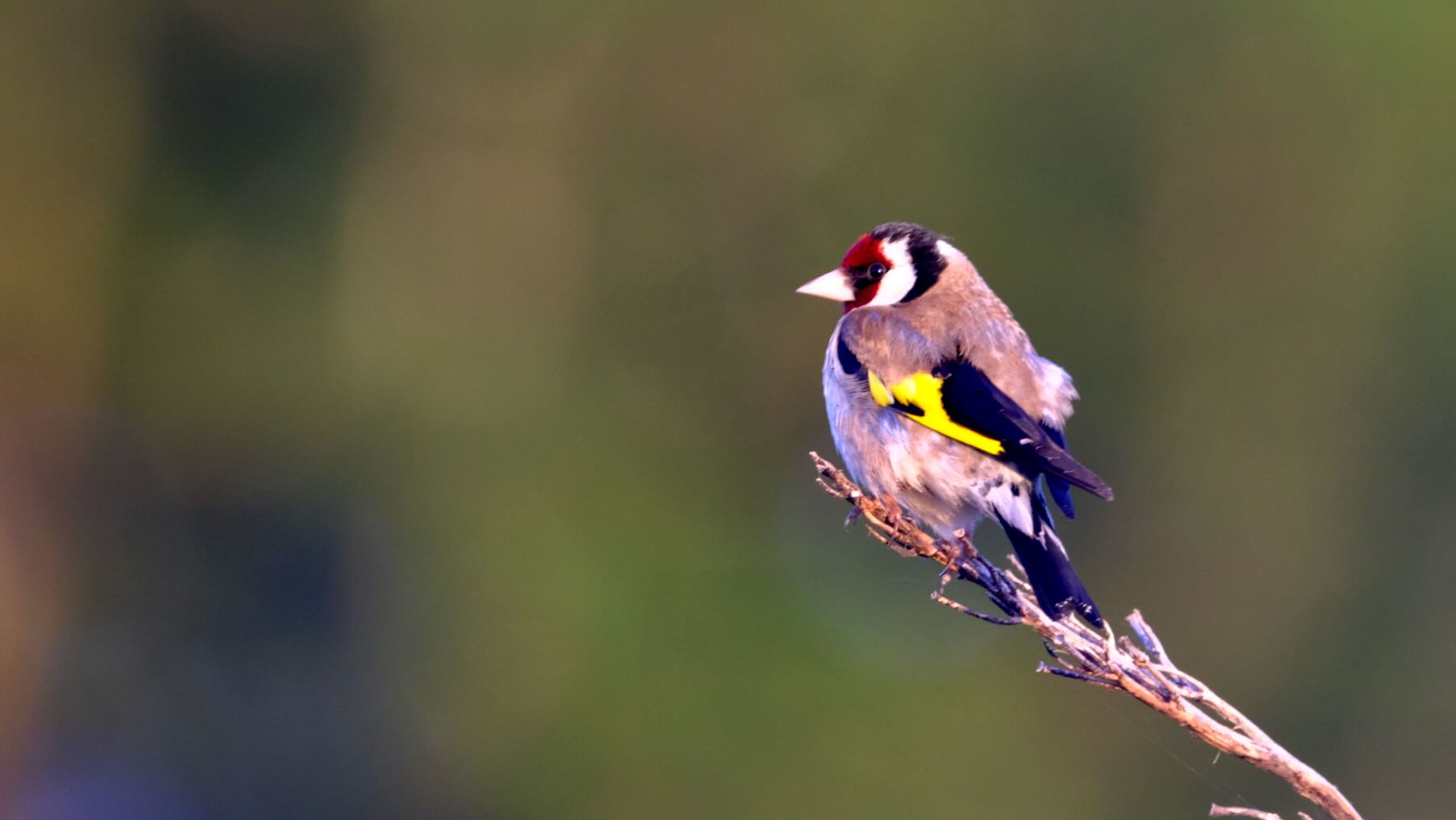 Small bird with white beak and red splash on face, gold stripe on wings on a flax spear. 