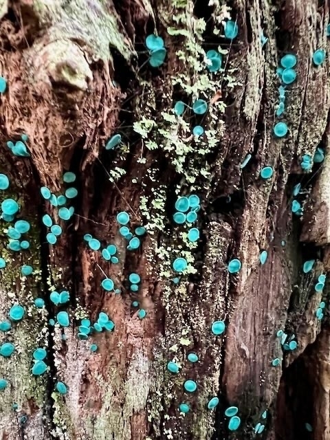 Tiny blue fungi on a tree trunk on Silica Rapids walk. 
