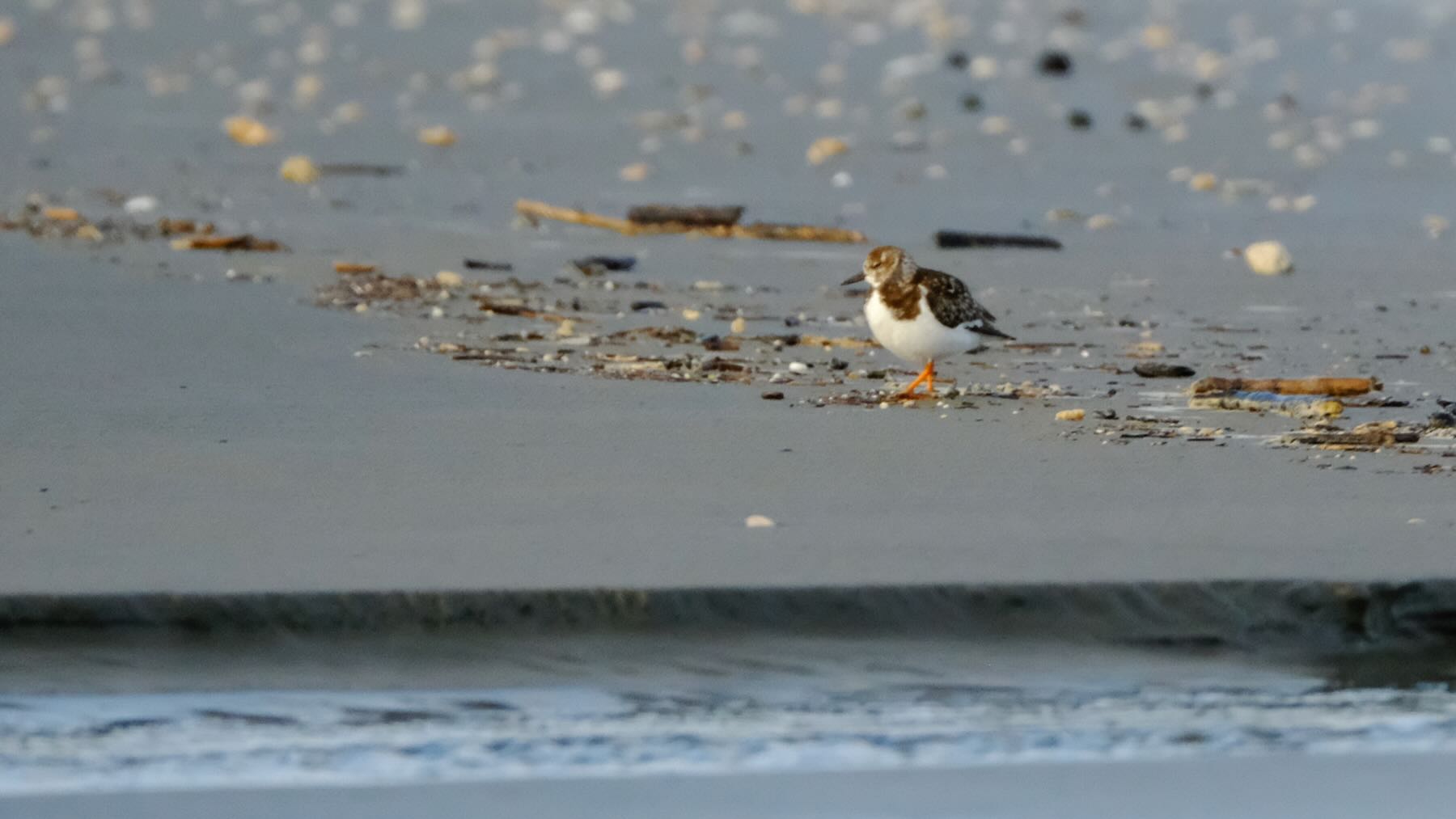 Small bird with dark back and white lower half on the beach. 