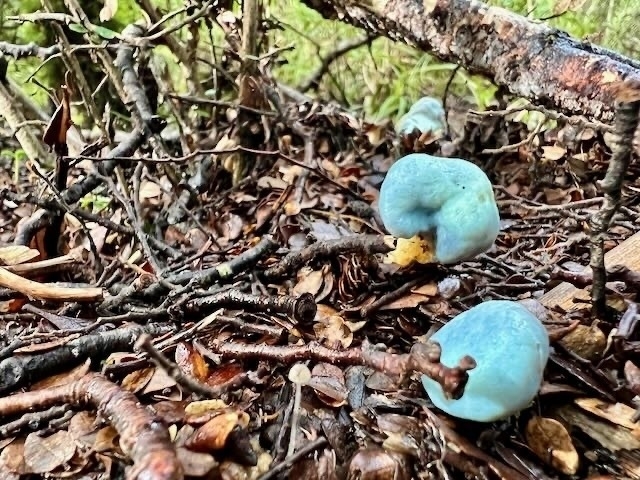 Another view of almost spherical blue fungi on the ground on Silica Rapids walk. 