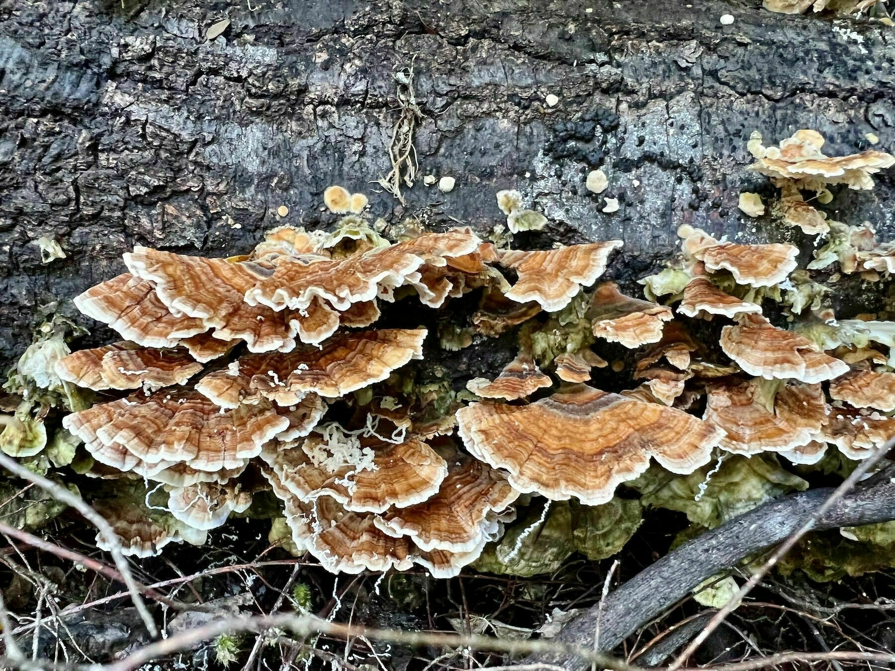 At Lake Rotokura brown and white fungi on a log. 