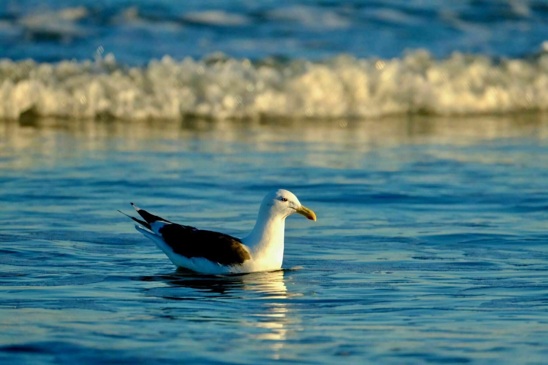 Large black and white gull floating on the sea. 