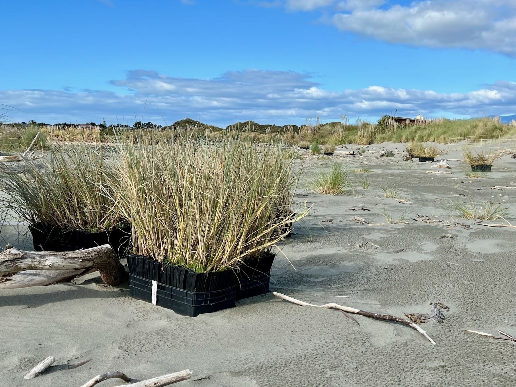 Spinifex in containers on the beach, ready to plant. 