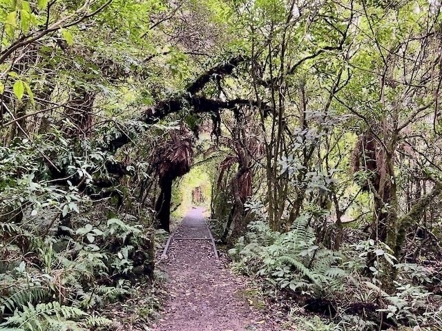 A typical stretch of Rimu Walk and Mangawhero Forest walk at Ohakune. 