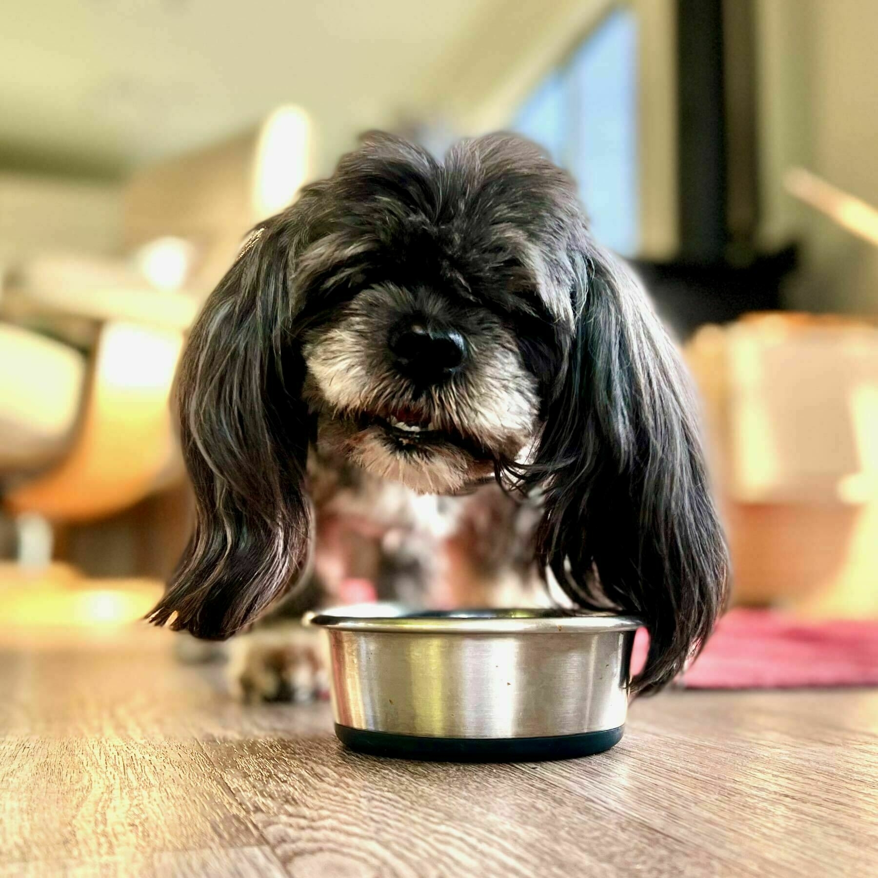 Small black dog crunches biscuits from a bowl on the floor. 