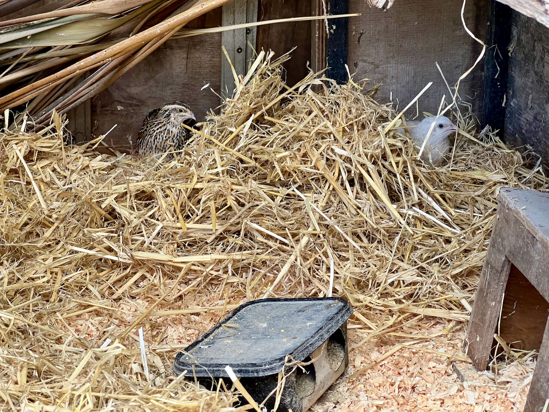 Close up of two quail amid a deep layer of straw. 