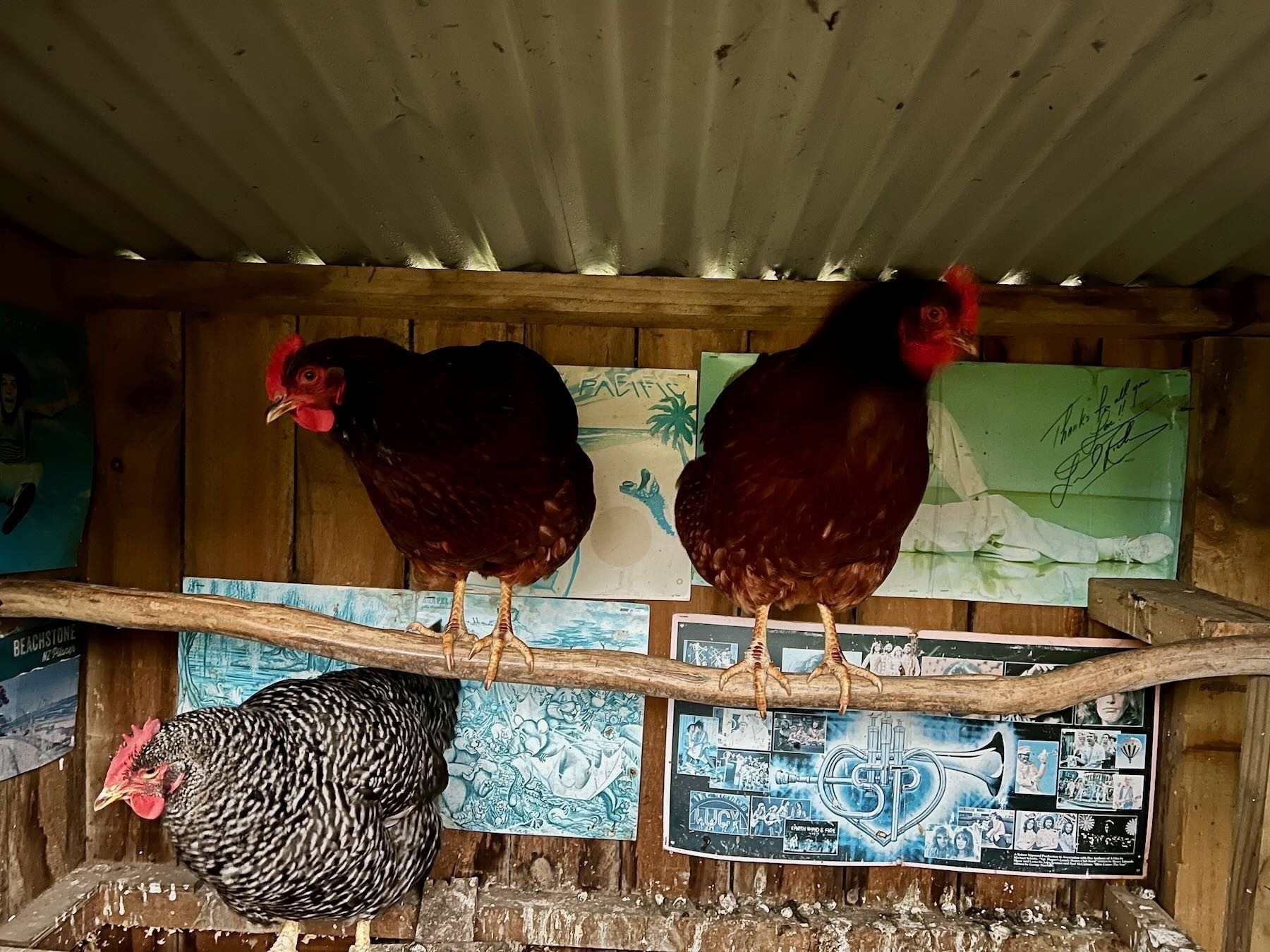Three hens on two roosts. 