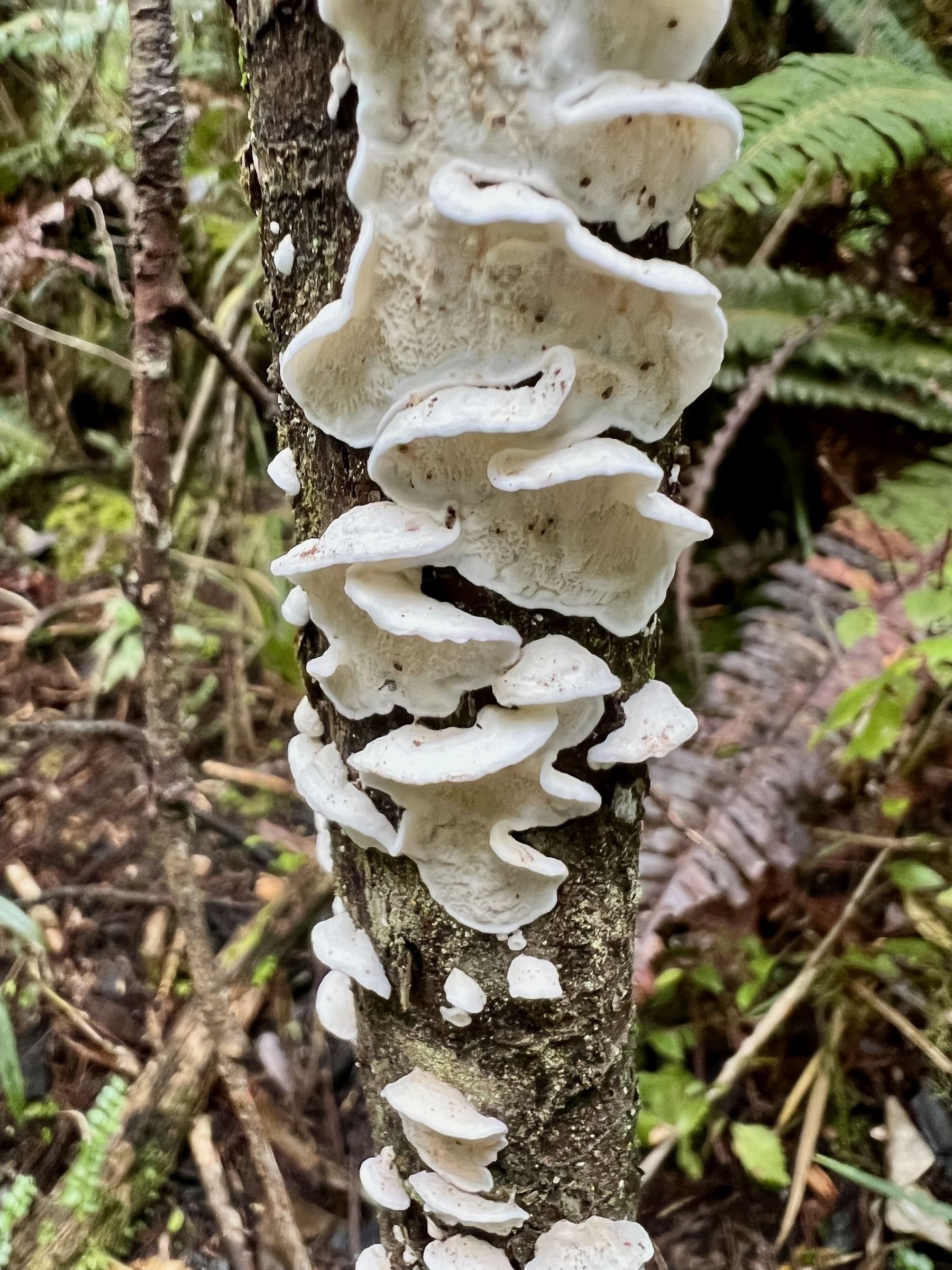 White fungi on a tree trunk. 