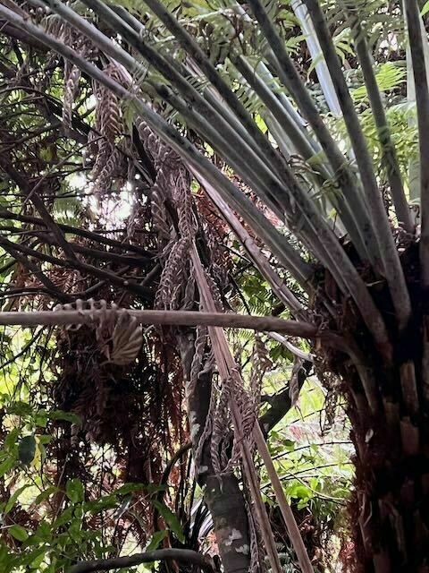 Nikau palm with a horizontal branch. 