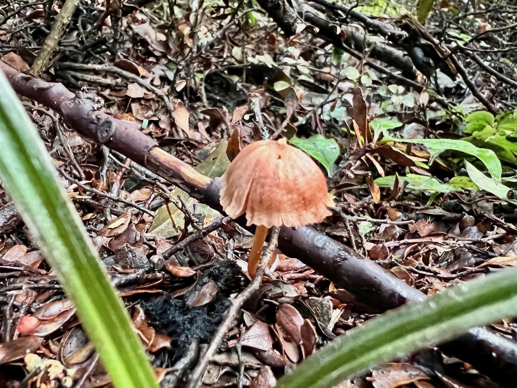 Light brown fungus on a stalk in leaf litter. 